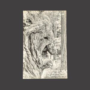 Vintage Blank California Old Man Burl of Redwoods Real Photo Postcard RPPC